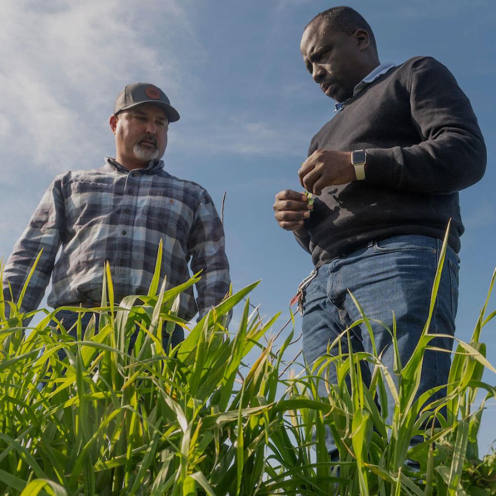 Two farmers inspecting cover crops