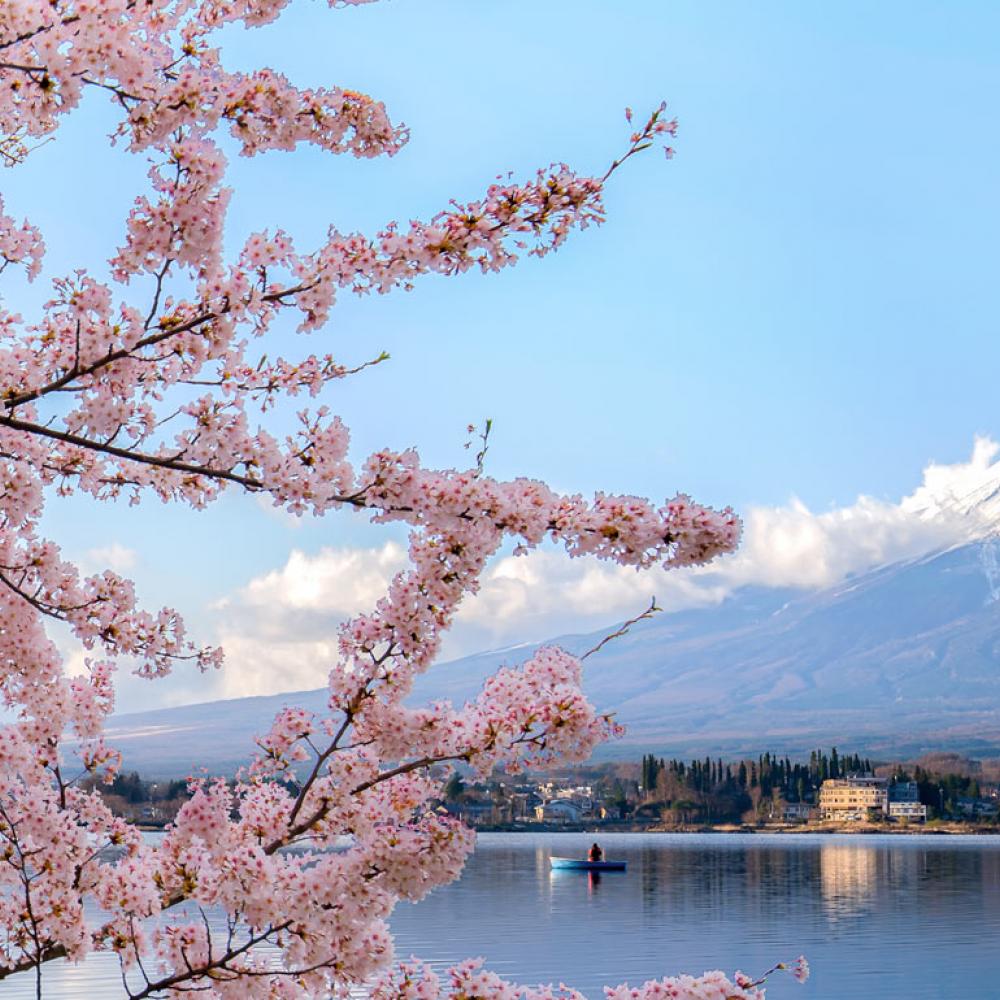 A view of cherry blossoms with Mt. Fuji in the background