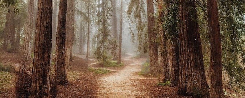Redwood trees shrouded in fog