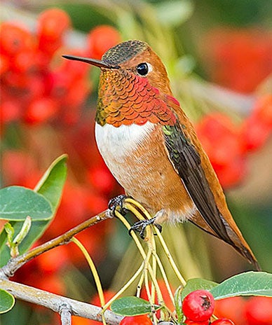 Rufous hummingbird 