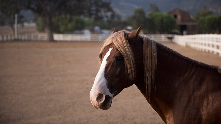 photo of horse