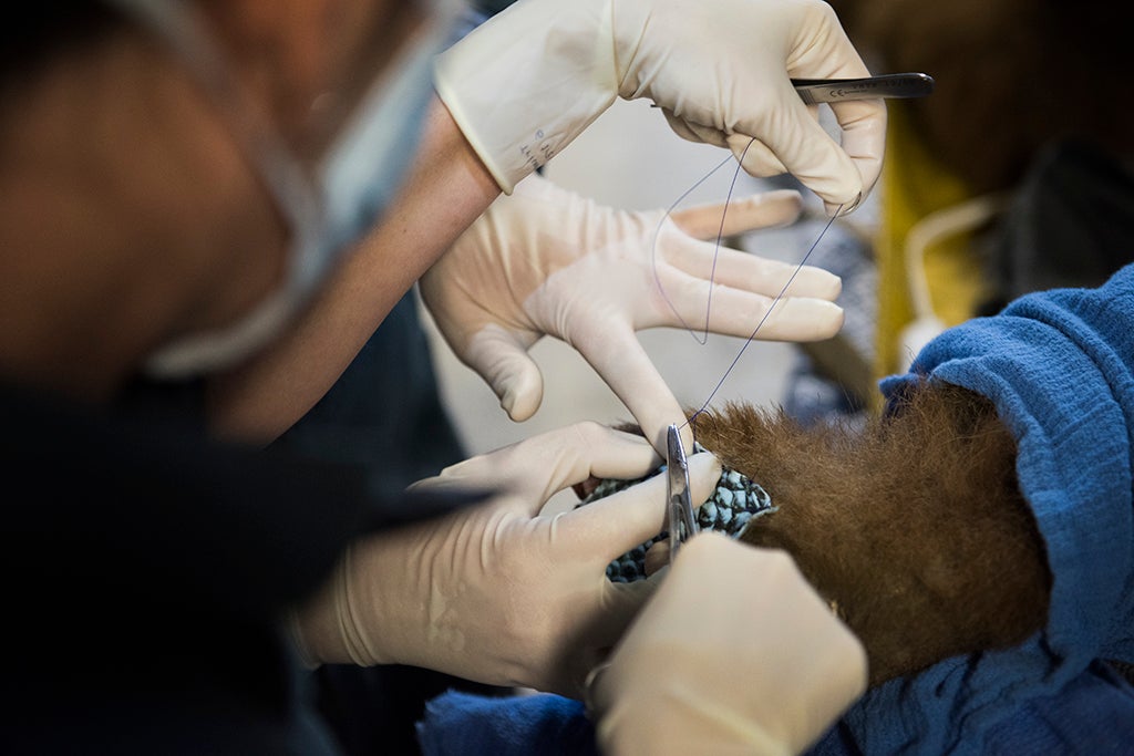 fish skin sutured onto bear paw