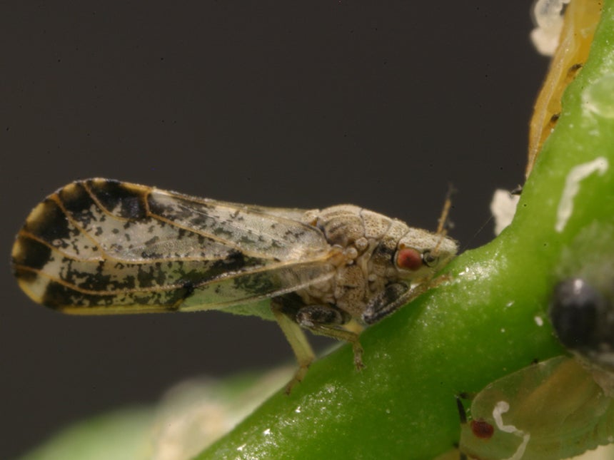 Asian citrus psyllid