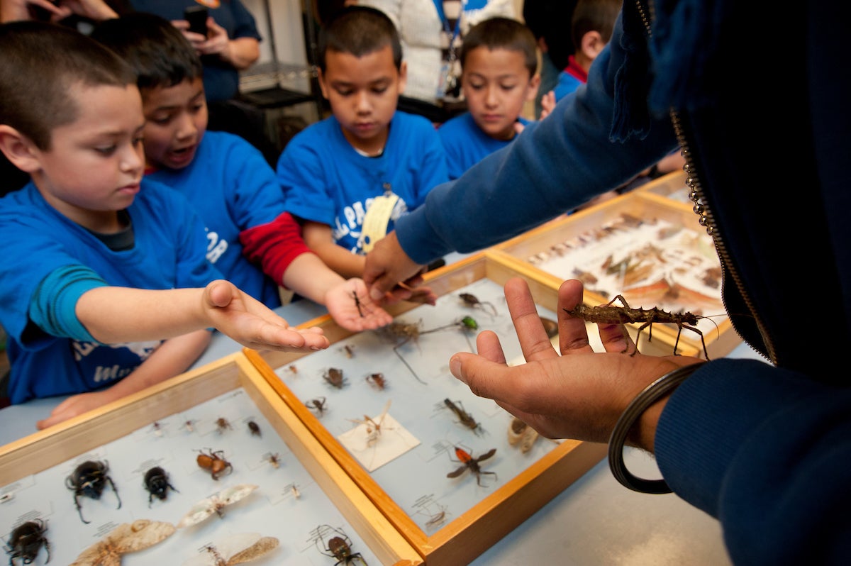 Staff walk with elementary school students about the thorny stick insect of Borneo.