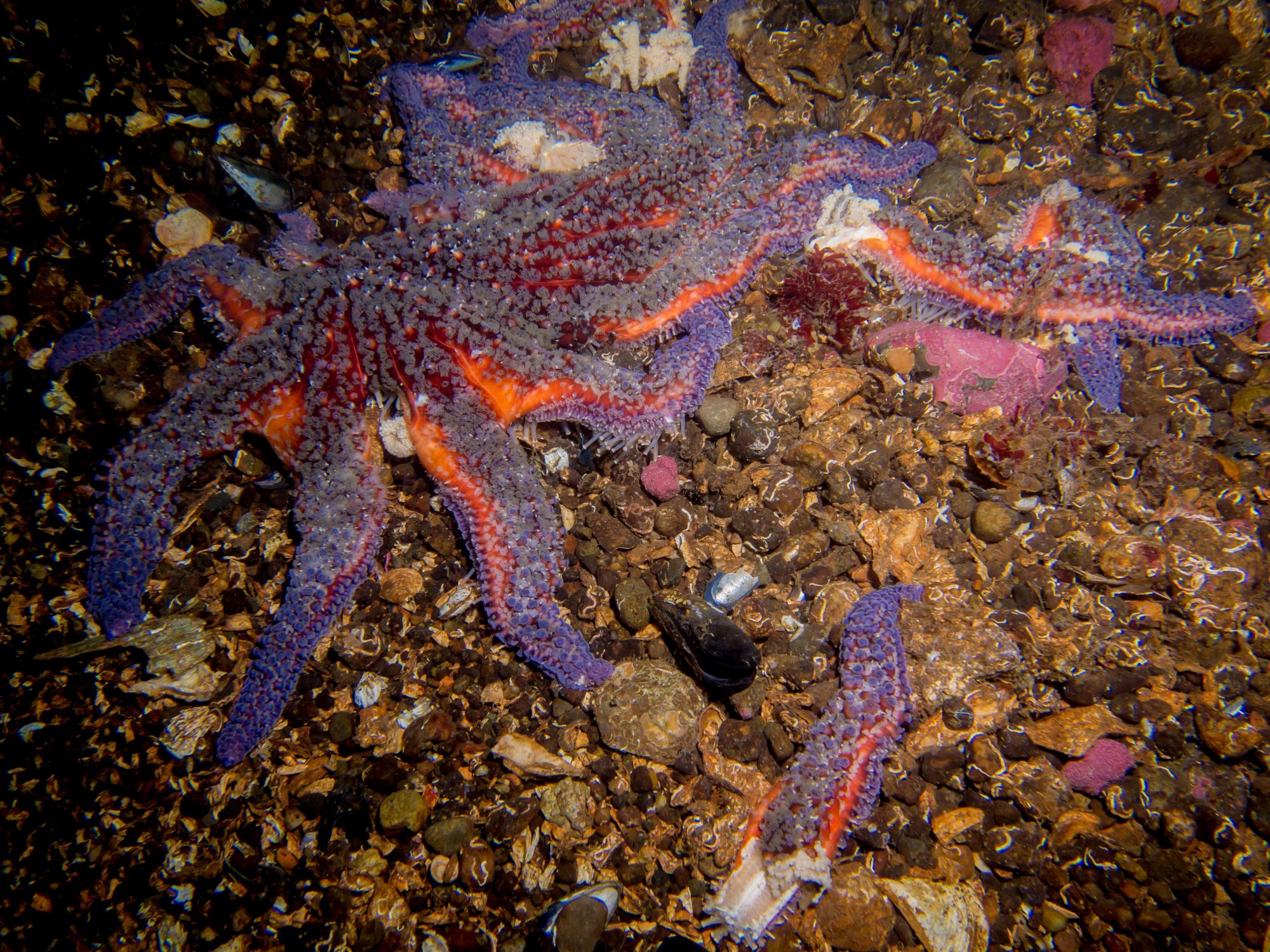 Sick Sea Star