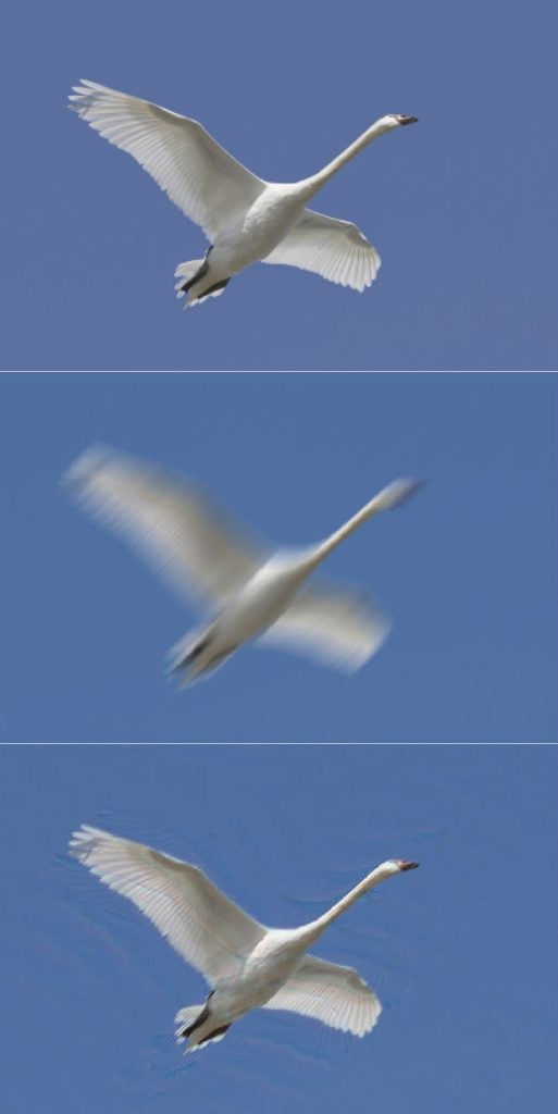 Blurred and unblurred swan