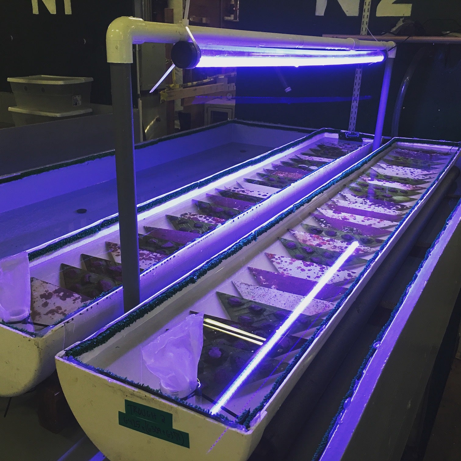 white abalone culture troughs in lab